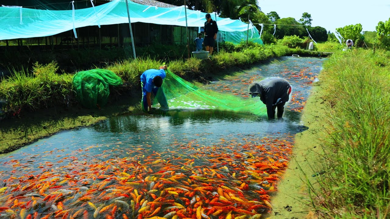 FISH FARMING (Harvesting Fish ) Harvesting Thousands of Fish! Why do fish  grow so fast on mud ponds 
