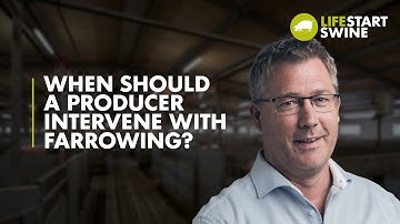 When should a producer intervene with farrowing? | Lifestart Swine