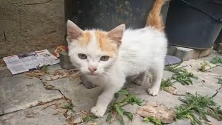 This little cat lives near the door of a house.She needs love and food.She is beautiful and very cut