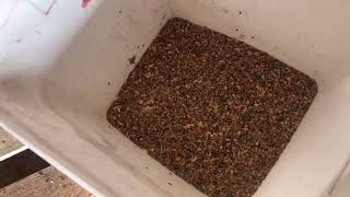 Lentils Color Sorter Machine from WENYAO in France