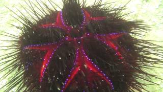 Glowing And Colorful Sea Urchin - Farbig Leuchtender Seeigel