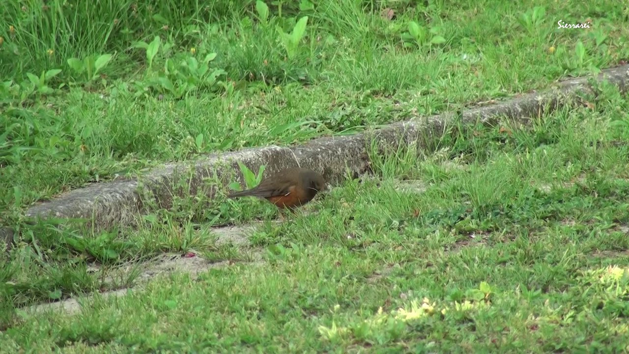 アカハラ（Brown-headed thrush）｜野鳥 摂津峡｜大阪北摂 2017年4月撮影00546 