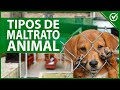 🐱 ¿Qué es el Maltrato Animal, Tipos de Maltrato y qué Puedo Hacer para Evitarlo? 🐶🤕