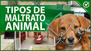 ¿Cuáles son los animales más maltratados?