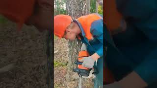 Валка Берёзы #берёза  #валкалеса #валкадерева #lesorub #stihl #shorts