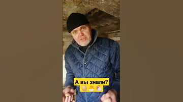 Сколько КУРИЦА несёт ЯИЦ в год? Будете в шоке! Интересный факт! #shorts #яйца #еда #жизньвдеревне