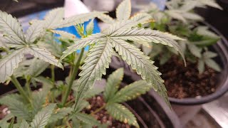 Z-Up and Mystery Auto Update Fastbuds Genetics 