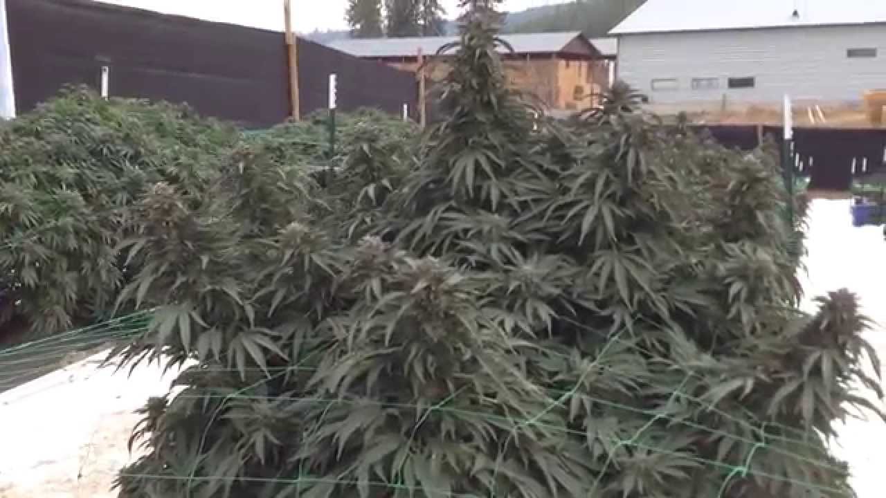 Laura Parker, Buddy Boy Farm,  talks to Marijuana Channel One