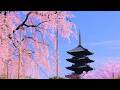 4K映像 桜の名所「京都 東寺の桜　五重塔　八重紅枝垂れ桜（不二桜）」cherry blossom Kyoto Japan 桜の名所 美しい四季 春 4月上旬 お花見 絶景自然風景 8K撮影