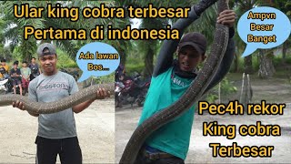 PEC4H RECORD THE LARGEST KING COBRA SNAKE IN INDONESIA, FINALLY CAUGHT, IT'S VERY LONG