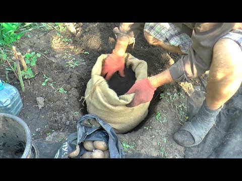 Video: Aartappels Pers