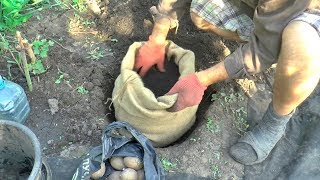 КАРТОШКА в МЕШКЕ от А до Я potato in a bag