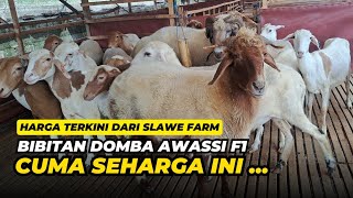 Review Harga Domba Awassi di Kandang Slawe Farm | @AGROTV9