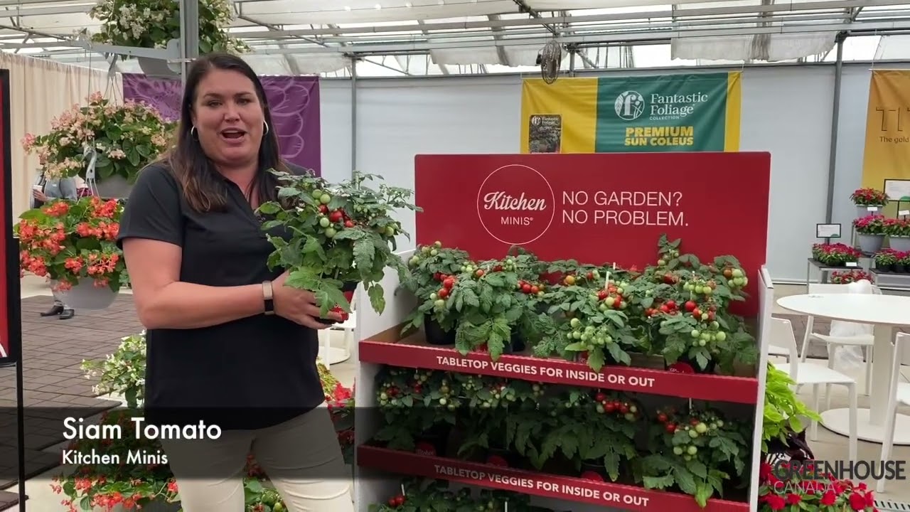 CAST 2022 Siam Tomato, Kitchen Minis YouTube