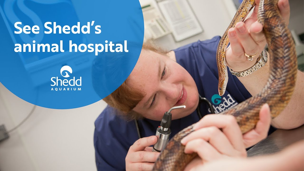 See Shedd’s Animal Hospital