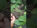 قطع أي شيء لا يصدق على الساق