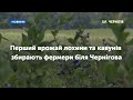 Експериментальний рік: перший врожай лохини та кавунів збирають фермери біля Чернігова