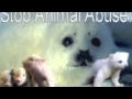 Save My Soul Anti animal abuse song