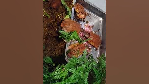 Rùa Sa Nhân và Lá Tam Đảo ăn ốc Sên