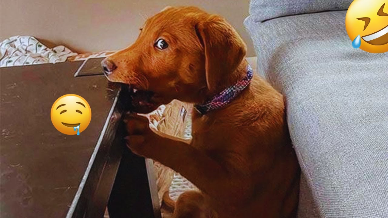 I'm 101% SURE that you will LAUGH EXTREMELY HARD- Funny Dog 2025 #4