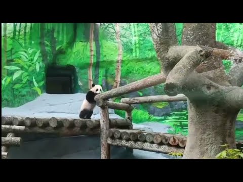 Видео: МамУся, Чë звала?? Я ЗдесЯ 🐼МоскОвскИй зооПарк🐼🤣🔥🥰😁👀DinDin and Baby MOScow zoo🐼🤣🔥🥰😁👀