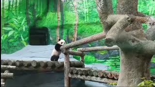 МамУся, Чë звала?? Я ЗдесЯ 🐼МоскОвскИй зооПарк🐼🤣🔥🥰😁👀DinDin and Baby MOScow zoo🐼🤣🔥🥰😁👀