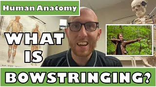 What is bowstringing in the wrist? - Human Anatomy - Ohio University