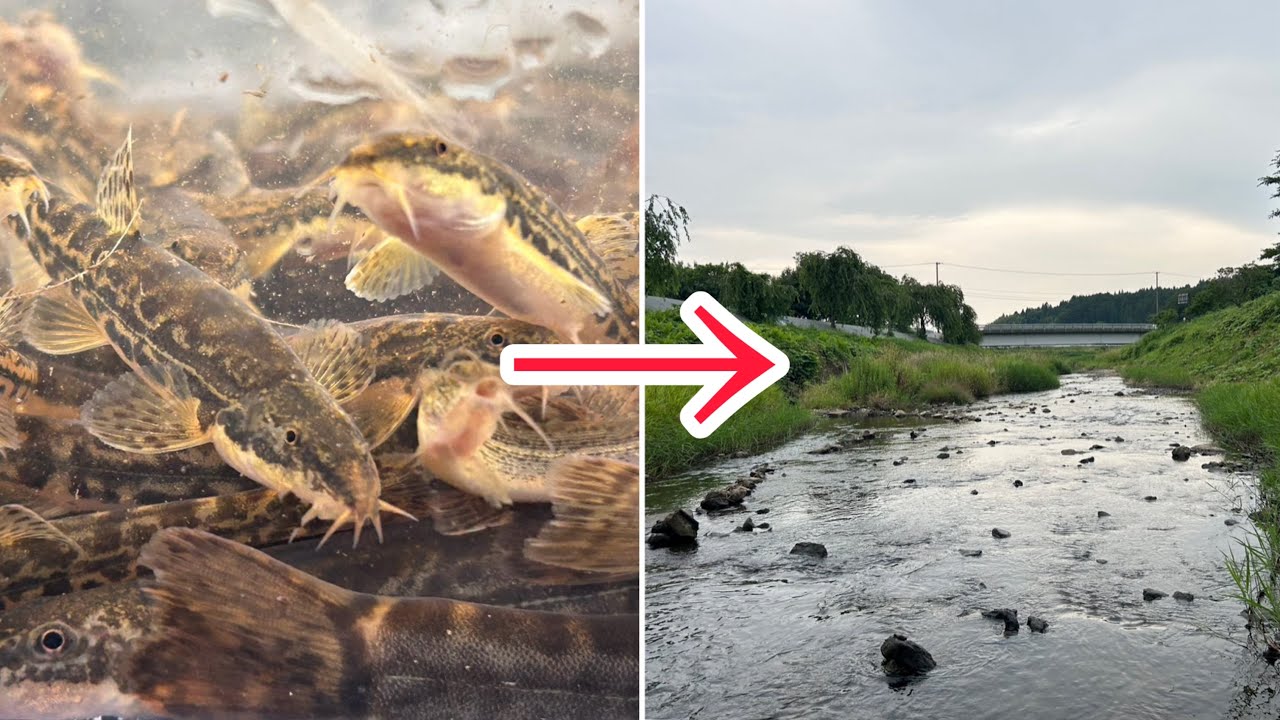 外来種の〇〇ドジョウに川が乗っ取られました