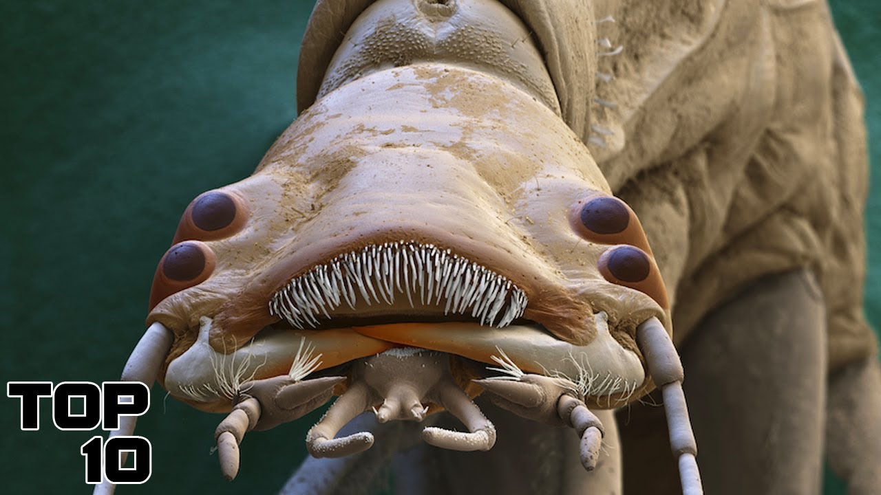 Top 10 Scary Germs That Can End The World 10 Top Buzz Top 10 Scary Germs That Can End The World 10 Top Buzz