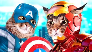 SUPER CATS by Cats and other pets 3,149,455 views 4 years ago 6 minutes, 4 seconds