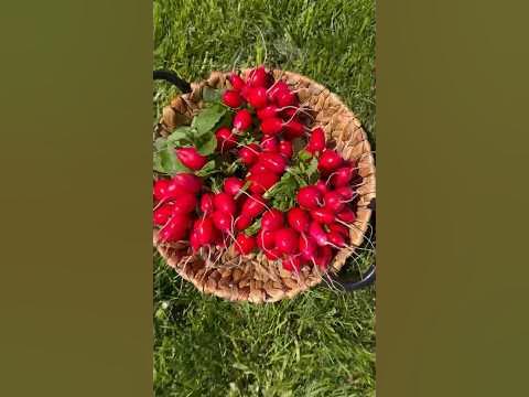 Редис Молния - YouTube