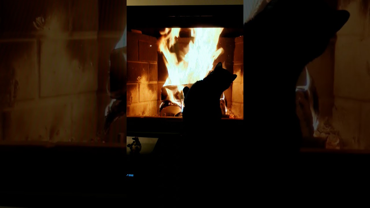 Cat on fire 🔥🔥🔥 YouTube