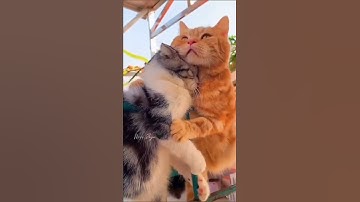 cat status || cat whatsapp status||cat love whatsapp status||#shorts#youtubeshorts#trending#misszoya