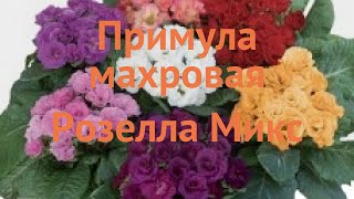 Примула махровая Микс 🌿 махровая примула Микс обзор: как сажать, семена примулы Микс