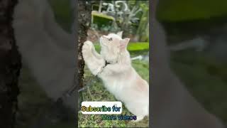 turkish angora cat  ll #viral #shorts  #Persian #cat