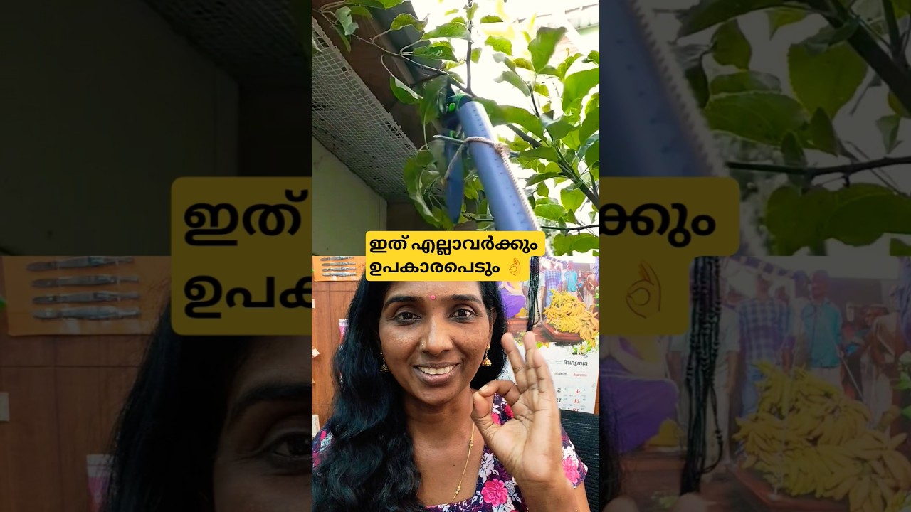 🔥എത്ര ഹൈറ്റിൽ ഉള്ള ചെടിയും കട്ട്‌ ചെയ്യാം.. 👌💥