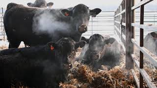 Feedyard Friday Cold Weather