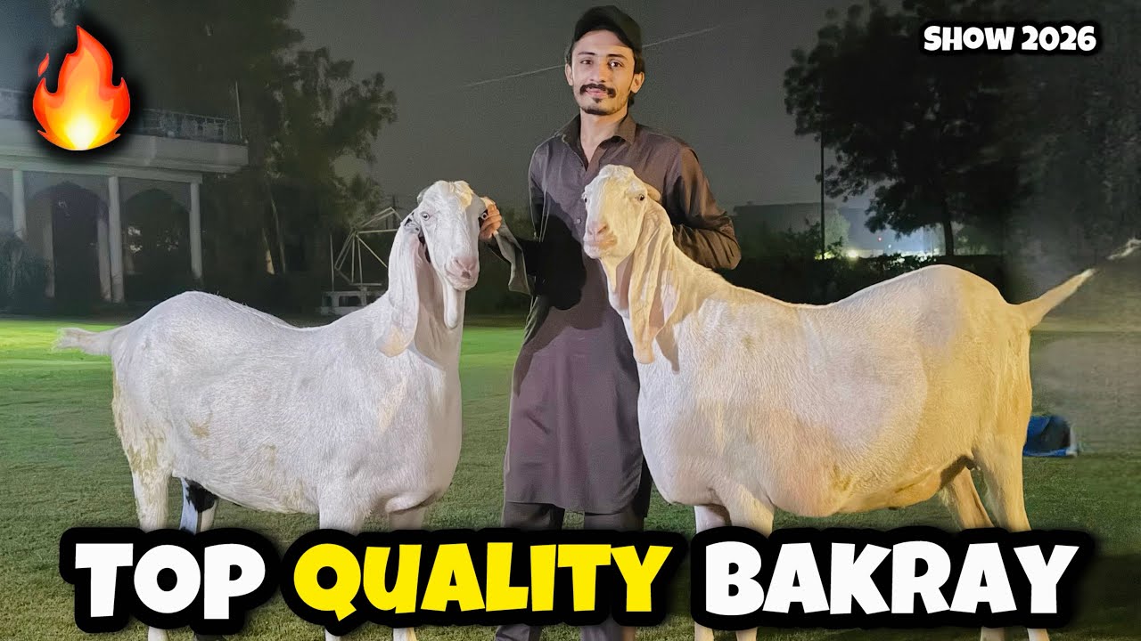 Top Quality Bakray 🔥| Lahore Bakra Show 2026 - YouTube