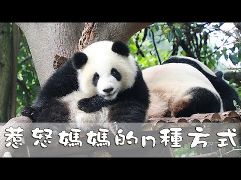《熊貓主題趴》惹怒媽媽的n種方式 | iPanda熊貓頻道