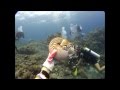 Nautilus Dive at Palau