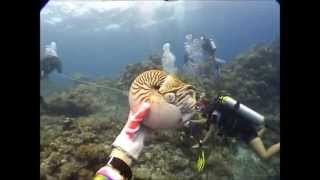 Nautilus Dive at Palau