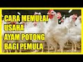 Cara Memulai Usaha Ayam Potong bagi Pemula (Beserta Analisis Usahanya)
