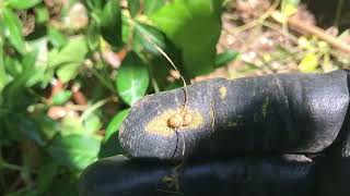 Lesser Celandine seeds rolling around May 22, 2024 by NowAFix MKN Garage mknMike No views 7 days ago 3 minutes