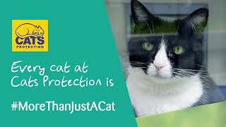 Every cat is unique! | Why every cat is #MoreThanJustACat at Cats Protection