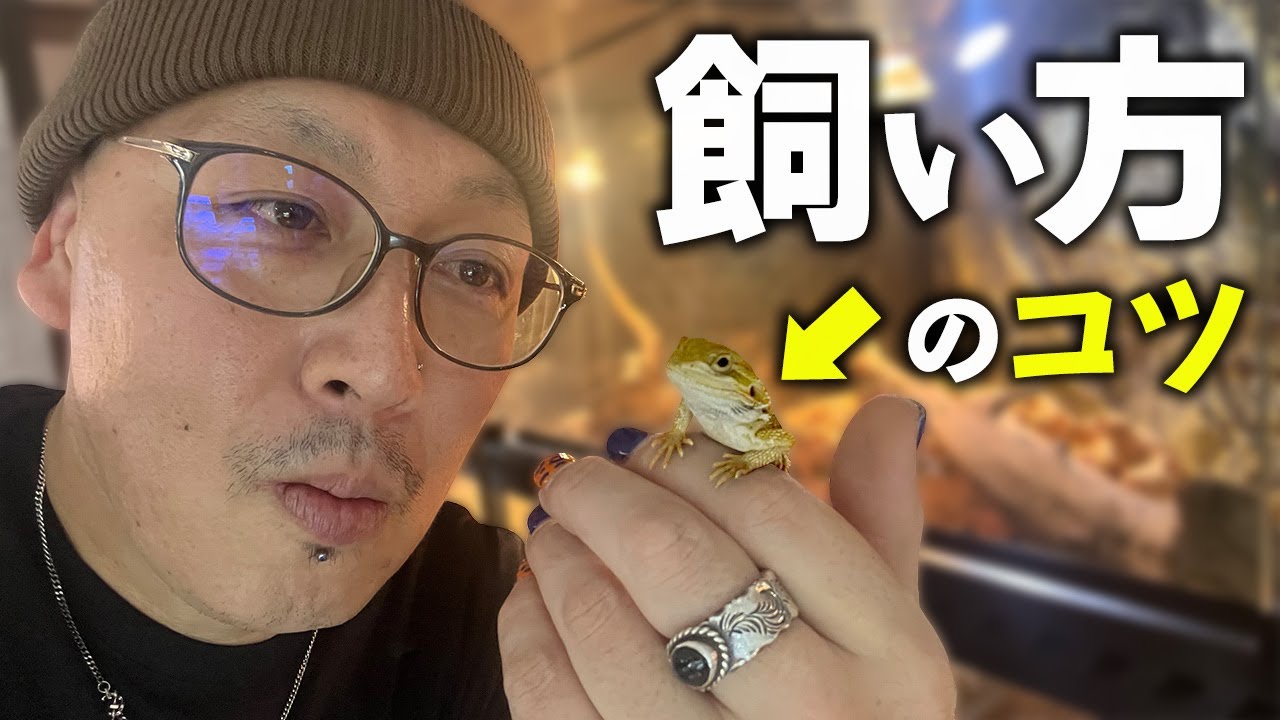 色んなフトアゴヒゲトカゲと飼育のコツを紹介します！