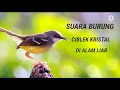 Burung masteran ,CIBLEK kristal gacor ngotot berantakan