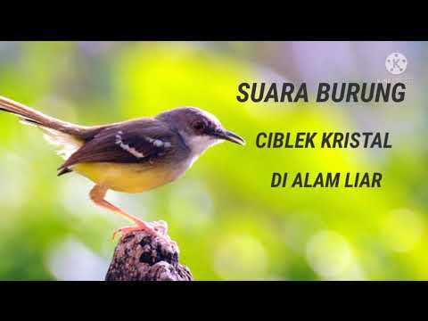 Burung masteran ,CIBLEK kristal gacor ngotot berantakan