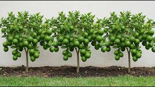 🔴LIVE: 🍋How to Propagate Lemon Trees: 100% Success Rate Guide!🌱