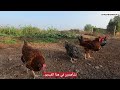 هل فعلا الدجاج البلدي يحب المسرح المفتوح لاحظ بنفسك 