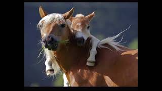 Mom and Baby Animals #music #animals #peace #zen